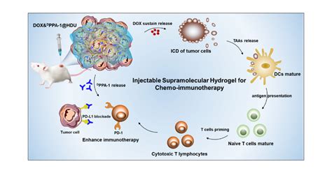 Injectable Supramolecular Hydrogel For Locoregional Immune Checkpoint