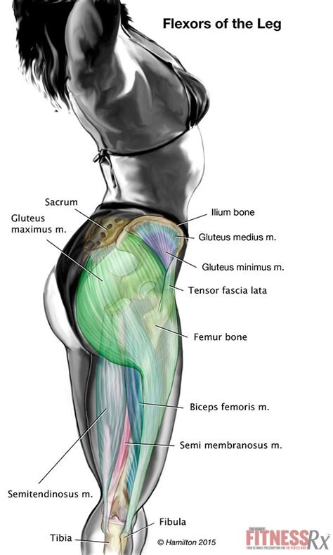 It should be noted that there are many more muscles in the body that are not addressed by this muscle anatomy diagram. Single-leg Split Squats on a Bench - Shape Your Thighs ...