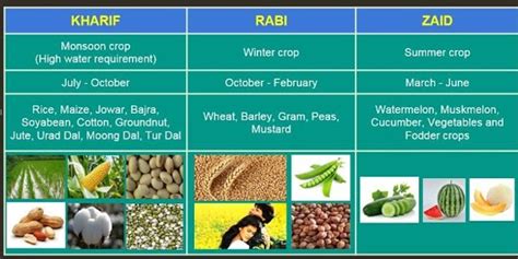 Major Crops Grown In India Insightsias
