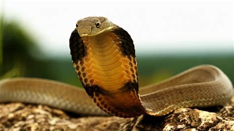 King Cobra Ophiophagus Hannah Between The Most Feared And Most