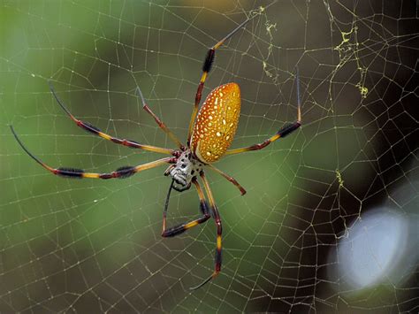 Golden Silk Spider Smithsonian Photo Contest Smithsonian Magazine