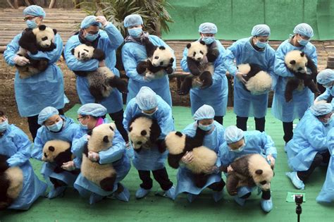 China Panda Conservation Courthouse News Service