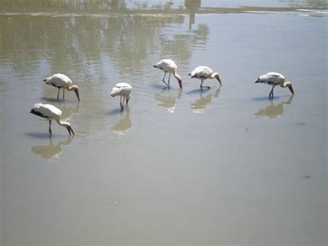 The mudflat area has been used by the migratory birds since a long time. Kuala Gula Ecotourism: Packages