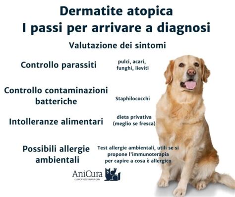 Dermatite Allergica Nel Cane Sintomi E Come Comportarsi Clinica Hot
