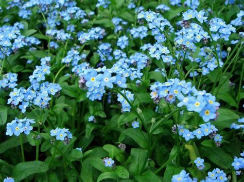 Jede blütenart des bollenstreek blüht in ihrem eigenen tempo. Welche Frühlingsblumen blühen wann? | Frühling blumen ...