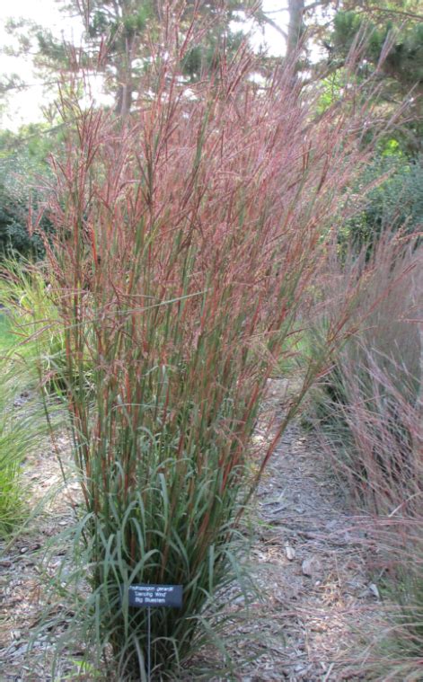 31 Big Bluestem Gardening With Native Grasses In Cold Climates