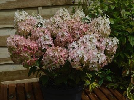 Hydrangea Paniculata PETITE Star COUSTAR02