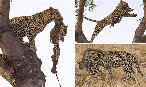 Warrick Daveys Photographs Show A Leopard Eating Females Cub So That