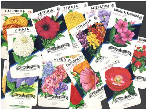Vintage Lone Star Seed Co Flower Seed Packets Set Of 4 Seeds And Seed