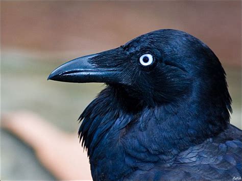 Australian Raven I Used To Think All Ravens And Crows Had White Eyes