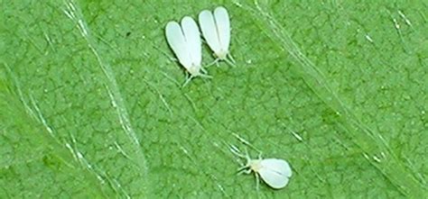 Greenhouse Whitefly Pest Identification For Vegetable Gardens