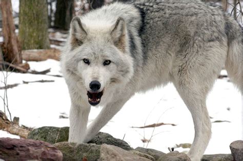 Animals In Endangered: Endangered Gray Wolves Begin Migration