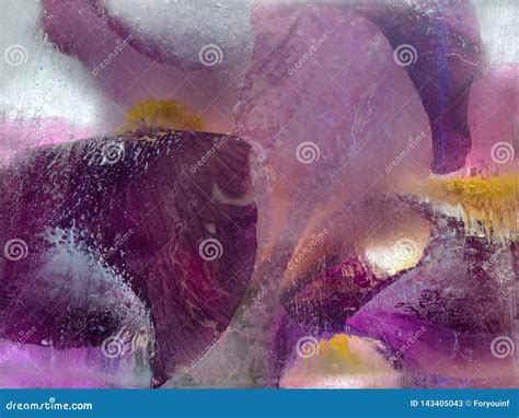 Frozen Flower Of Iris Stock Image Image Of Cube Bunch 143405043