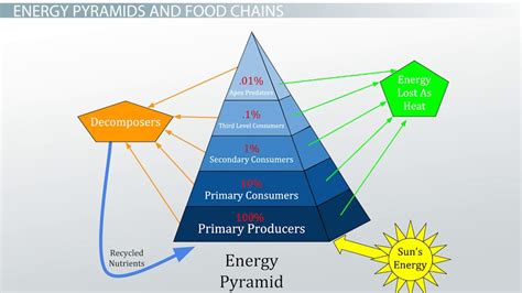 The 10 Energy Rule In A Food Chain Video And Lesson Transcript