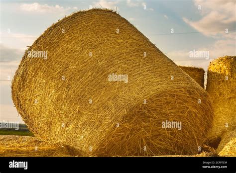 A Round Haystack Lies On Other Bales After The Wheat Harvest Rolls Of