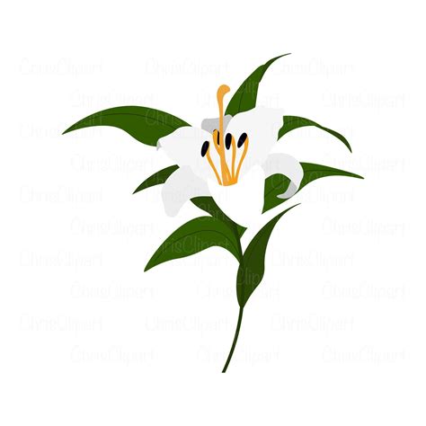 Lily Svg Clipart Lily Lily Png Lilies Svg Flower Svg Lily Etsy