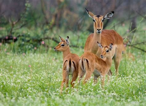 Impala animals are one of africa's most recognisable symbols. The Impala | Cute Animal All Facts & New Photographs | The Wildlife
