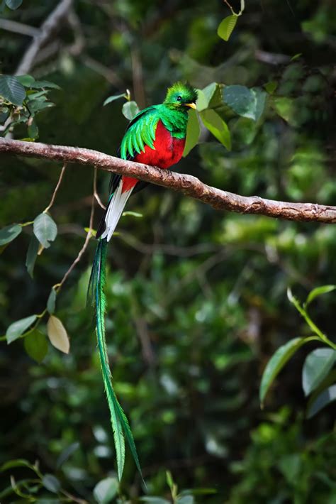 15 gambar burung kelicap yang sangat cantik dan menakjubkan. Alam Mengembang Jadi Guru: Burung-Burung Cantik dan Unik ...