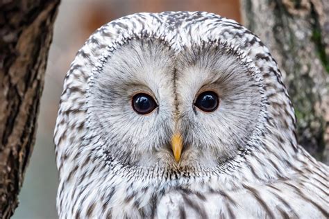 Video Rare Owl Doesnt Give Two Hoots That Hes Supposed To Be Extinct