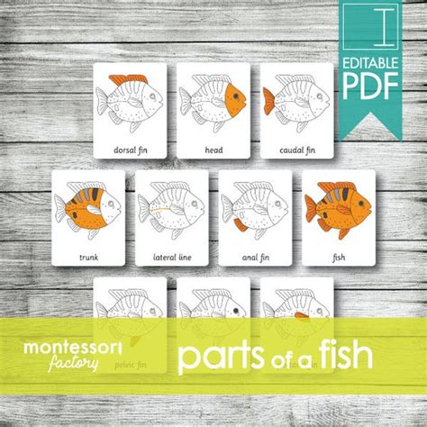 Parts Of A Fish Montessori Nomenclature Cards Flash Cards Etsy