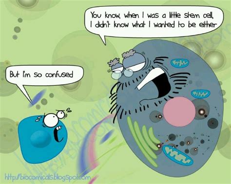 Stem Cell Biology Humor Biology Jokes Biology Memes