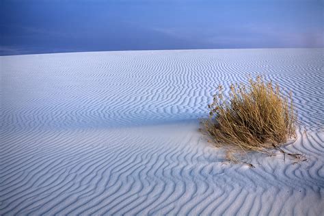 White Sands Scrub Photograph By Peter Tellone Fine Art America