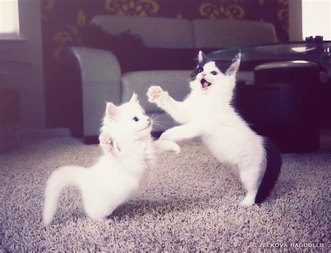 Dancing Cats By Venomxbaby Funny Cat Pictures Dancing Cat Fluffy