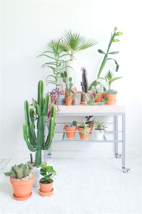 When we think of cacti, a series of plants with thorns that grow naturally in deserts immediately come to mind. Types of Cactus Plants and How to Take Proper Care of Your ...