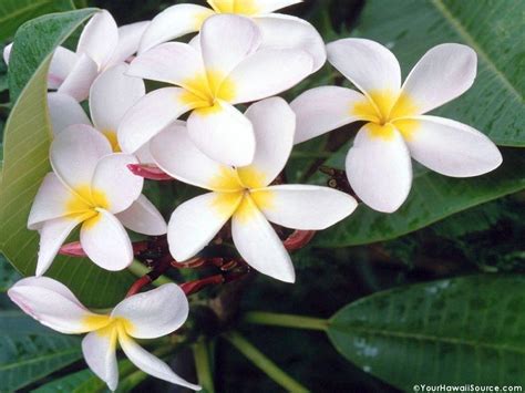 Hawaiian Flowers Wallpapers  Wallpaper Cave