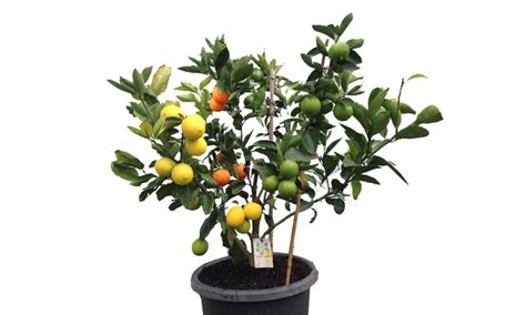 Multi Grafted Fruit Trees Groupon Goods
