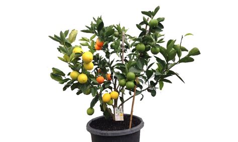 3 gallon 2 to 3 ft tall including pot. Multi-Grafted Fruit Trees | Groupon Goods