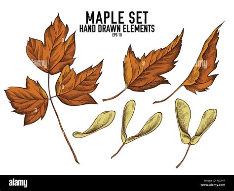vector collection of hand drawn colored maple stock vector image and art alamy