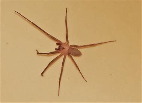 Brown Recluse Spider Loxosceles Reclusa Bugguidenet