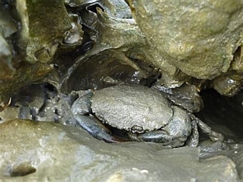 Sounds Of Predators Cause Mud Crabs To Cringe With Fear Researchers