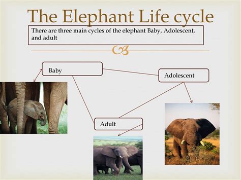 Elephant Life Cycle Characteristics Savages Microblog Bildergalerie