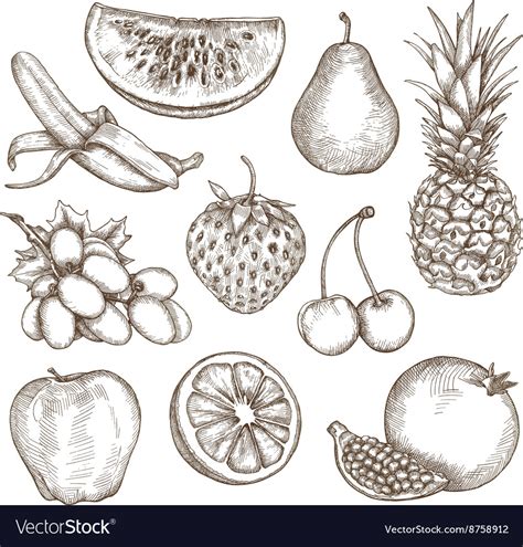 Fruit Sketches Hand Drawing Royalty Free Vector Image