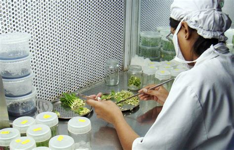 Plant cell tissue and organ culture. What is plant tissue culture? - Mysuru Today