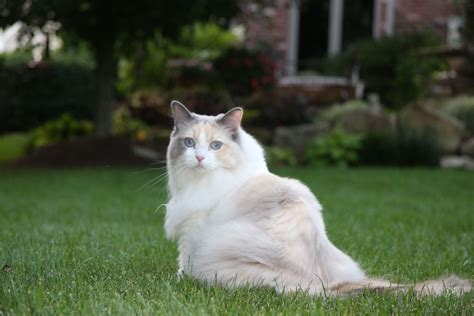 Kittens are priced according to the quality, pattern and color. Blue Tortie Bicolor - Willow | Ragdoll ♥ | Pinterest ...