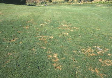 Black Turfgrass Ataenius Damage On Bentgrass Fairway PACE Turf Photo