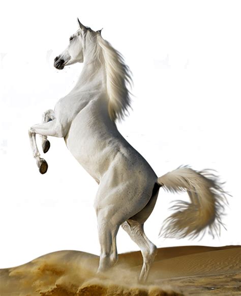 Forgetmenot White Horses