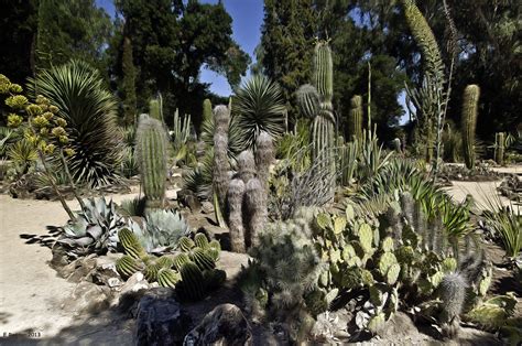 The Arizona Cactus Garden At Stanford University The Arizo Flickr
