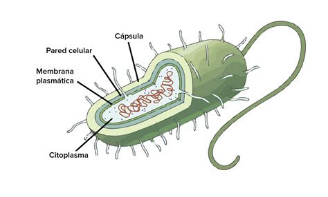 Estructura De La Célula Procariota Brainlylat