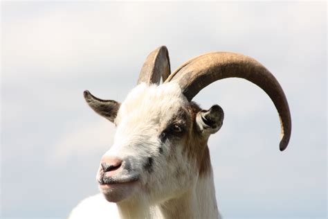 Free Images Horn Pet Portrait Sheep Mammal Fauna Close Up