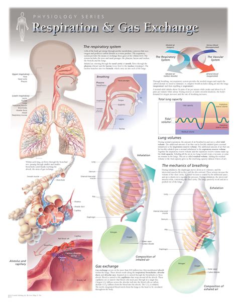Anatomy And Physiology Of Respiratory System Anatomical Charts Posters