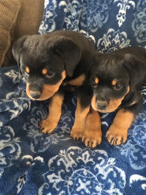 The temperament of the rottweiler is largely based on its owner, and its owner's willingness to properly socialize the dog as a puppy. Rottweiler Puppies For Sale | Grayling, MI #324398