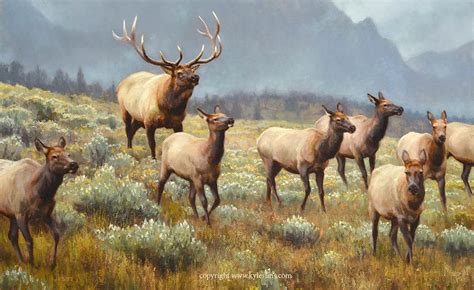 New And Available Wildlife Artwork By Kyle Sims Wildlife Artwork