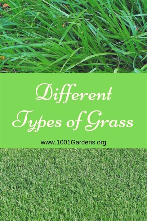 While Selecting A Types Of Grass You Should Go For Those That Thrive
