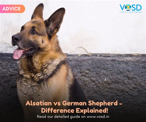 Alsatian Vs German Shepherd Difference Explained Vosd