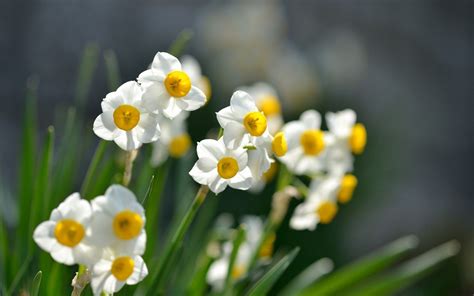 Narcissus Wallpapers Wallpaper Cave