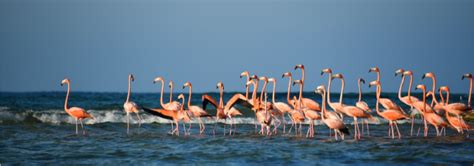 8 Interesting Facts About Flamingos Blog By Safarihub